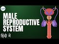 Reproduction - Lesson 03 | Male Reproductive System - in Hindi (हिंदी में ) | Don't Memorise