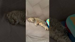 1度ソファに上げてみたら、気に入って寝るようになったうちのねこ #cat #ねこ #猫 #猫のいる暮らし #catshorts