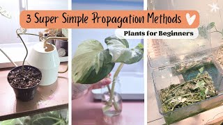 3 Super Easy Plant Propagation Methods for Beginners!