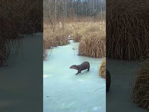 #wydra #otter #nature #wildlife
