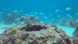 Eternal Reefs,  Beginning with a Reef Ball we watch the development of an Eternal Reef