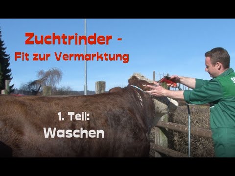 CowKnowHow - Zuchtrinder fit für die Vermarktung - WASCHEN