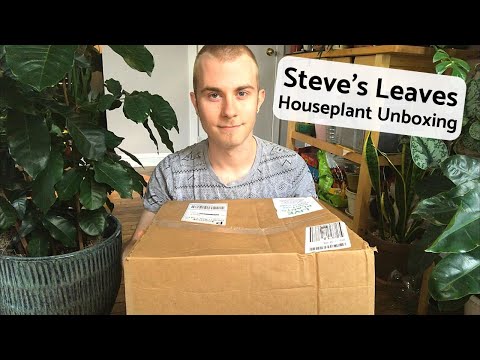 Steve’s Leaves Houseplant Unboxing