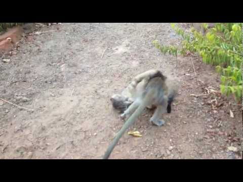 Cute-overload - Baby Monkey vs. Kitten!