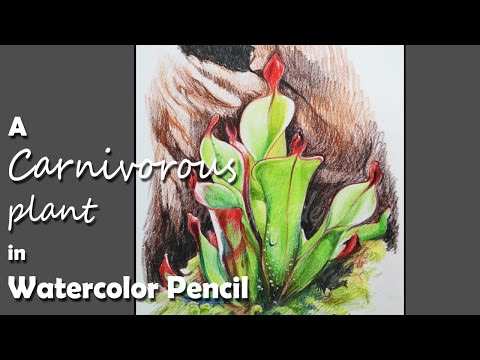 Mountains and Pine Tress Watercolor Pencil Landscape Drawing | steps to follow