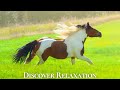 Peaceful Farm Ambience With Farm Animals And Relaxing Music Acoustic Guitar Instrumental Music
