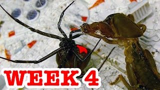 Deadly Spider Vs Devil Bug Week 4 Redback Spiders Ultimate Killers