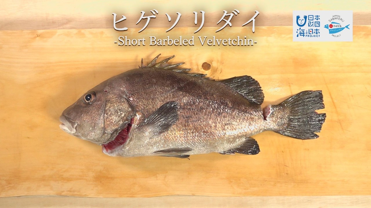 ヒゲソリダイのさばき方 - How to filet Short barbeled velvetchin -｜日本さばけるプロジェクト