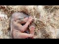 🐿️ Baby Squirrel Sound Effects 🐿️