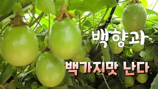 백가지 맛이 난다는 백향과 재배 흙내음 농장 초당옥수수
