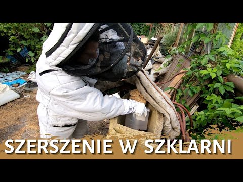 Szerszenie w szklarni - usuwanie gniazda - likwidacja gniazda - gniazdo szerszeni - szerszenie
