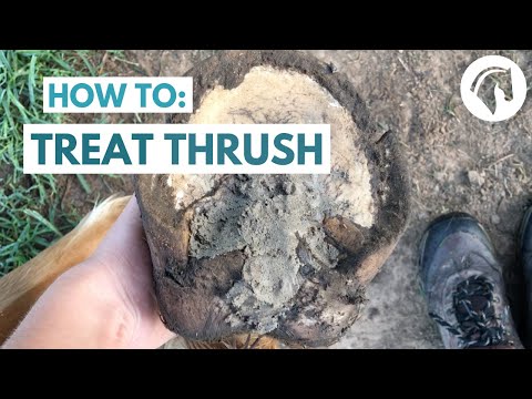 How to Treat Thrush in a Horse (Quick & Easy Method)