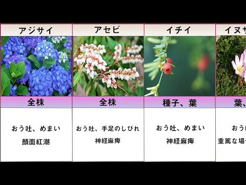 シャクナゲには本当に毒があるのでしょうか? 植物