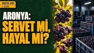 Aynı Hafta, Aynı Meyve, İki Manşet: Aronya Gerçekten Kazandırır mı?