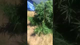 Zkittlez update first outdoor grow #grow like a boss