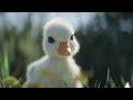 Disneyland Paris Donald Duck Disney NL