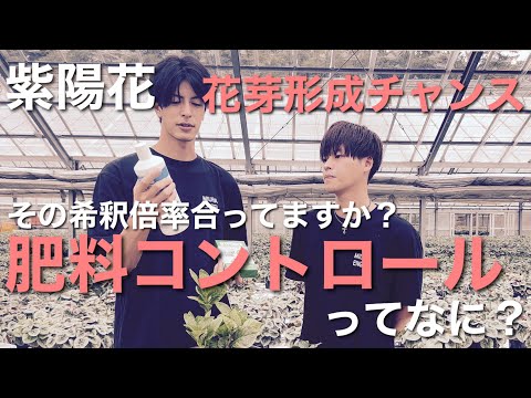 アジサイに最適な肥料は何ですか?開花を促進するには、肥料、コーヒーかす、または重炭酸塩でしょうか?  庭園