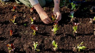 The Case for Soil Blocks in the Market Garden