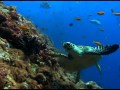 A promise to the oceans
