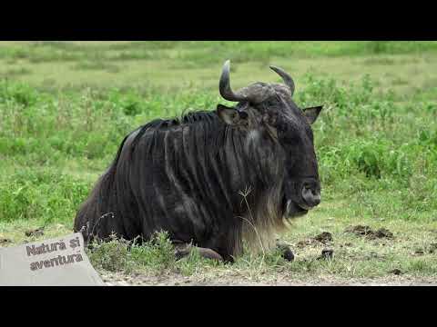 Natura si aventura, 18 mai 2025 / Craterul Ngorongoro