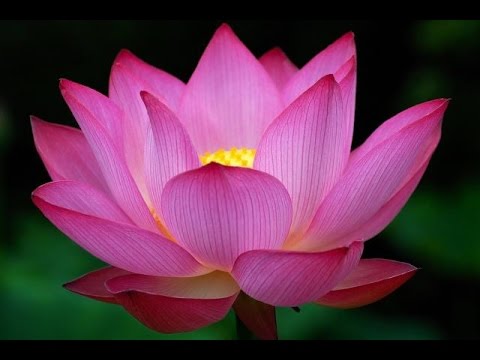 Magic Love Lotus by Tamashi  lyrics by Leesa Mackey
