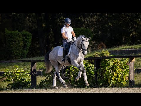 **SOLD** Talented Piro free Lusitano Gelding with top rideability (REF#881)