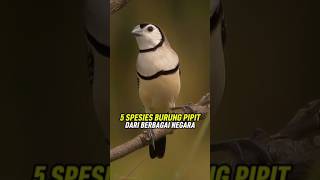Download lagu 5 Jenis burung pipit dari berbagai negara. #facts #animals #burung #bird #kicaumania #viral #short mp3 Download lagu 5 Jenis burung pipit dari berbagai negara. #facts #animals #burung #bird #kicaumania #viral #short mp3