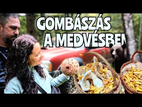 Gombászás a MEDVÉSBEN | Parajd - Sóvidék - ERDÉLY | Terepjárós túrák