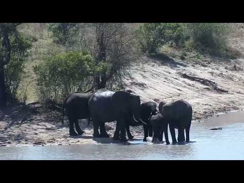 Djuma: Elephants get a quick drink at dam - 10:03 - 09/30/2023