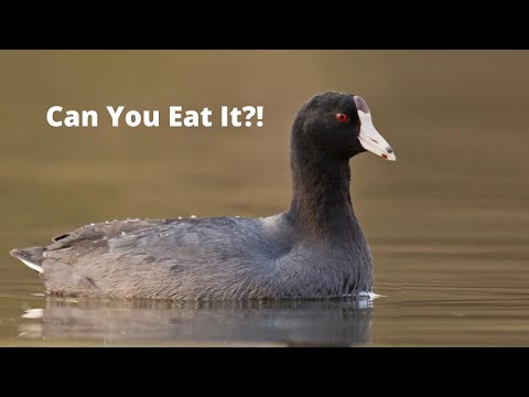 , title : 'Is Coot Edible?? - Coot Catch and Cook'