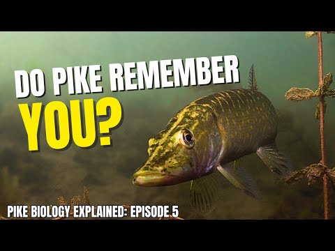 Do Pike Learn From Being Caught? | Pike Biology Explained Ep.5