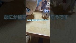 【ブルアカ】トキとDORO① #ブルアカ #ブルアカぬいぬい部 #かわいい #ブルーアーカイブ #ぬいぐるみ #DORO #NIKKE #shorts #shortvideo #飛鳥馬トキ