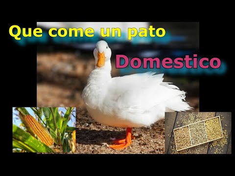 What does a domestic duckling eat? A balanced diet 🍒🍎