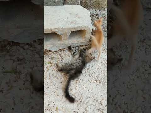 cat and dog baby friendship.#cat #dogbest cats