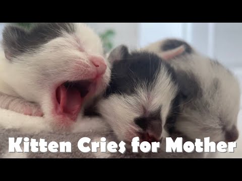 Newborn Kitten Cries for Mother in his Sleep