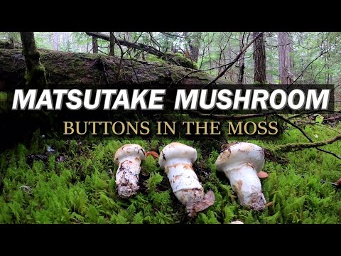 Pine Mushroom Buttons Hiding in the Moss (2022 Pines Episode 2)