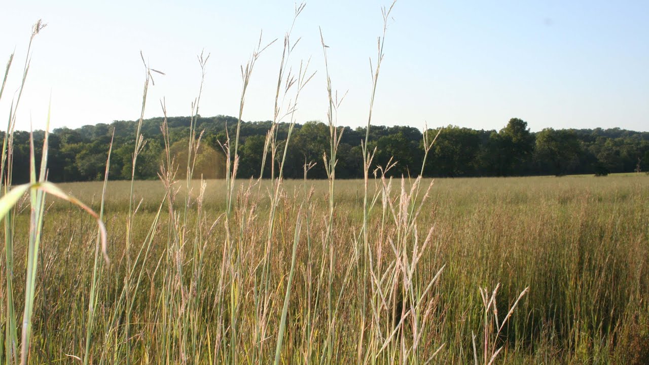 Are Native Plants Actually Slow to Establish?