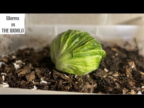 Cabbage vs Worms | 15 Day Time Lapse Fast Playback