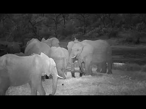 Djuma: Elephant herd gets a drink at the pan - 17:53 - 08/17/21