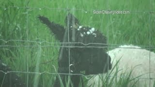 preview picture of video '5/21/2014 Bennett, CO Hail Storm On Llamas B-Roll'
