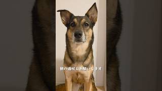 おはようまるちゃん🌞#雑種犬 #雑種 #保護犬 #犬のいる暮らし #いぬのいる生活 #犬のいる生活 #保護犬との暮らし #愛犬 #かわいい犬 #いぬ #犬 #犬動画