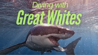 Diving with Great White Sharks in New Zealand