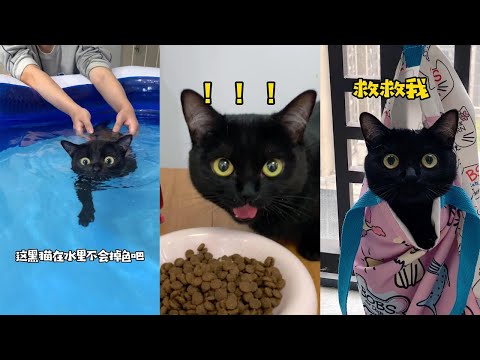 【一隻黑糖啵啵🐻】像極了我學游泳時的樣子。。哈哈哈哈哈 #黑貓 #貓咪游泳