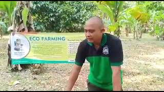 Download lagu Testi Penggunaan 'ECO FARMING' pada Pohon Durian mp3