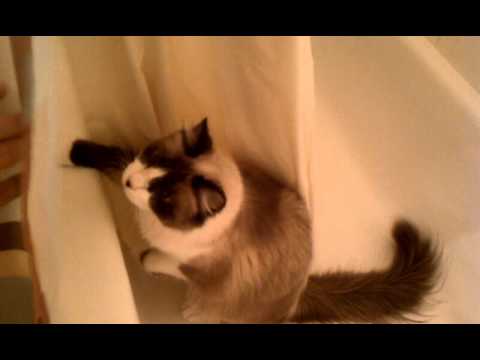 Something in the tub...