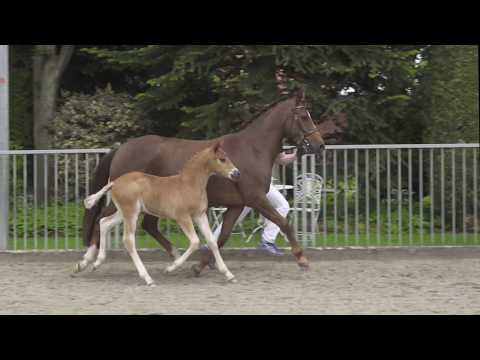 CELEBRITY HF v. Celebration WE - Daily Pleasure WE