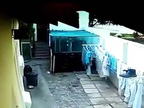 Ladron vs bull terrier