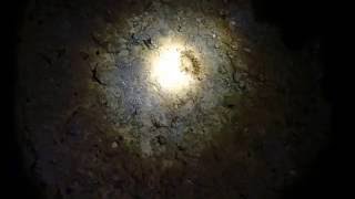 20161029 小琉球夜潛4 - 海蛞蝓?