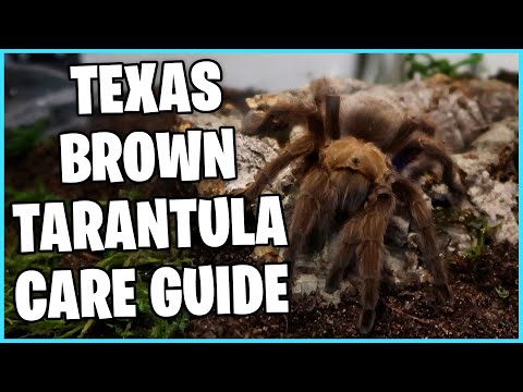 Sklípkavec texaský (Aphonopelma hentzi) — terárium, kŕmenie a správanie