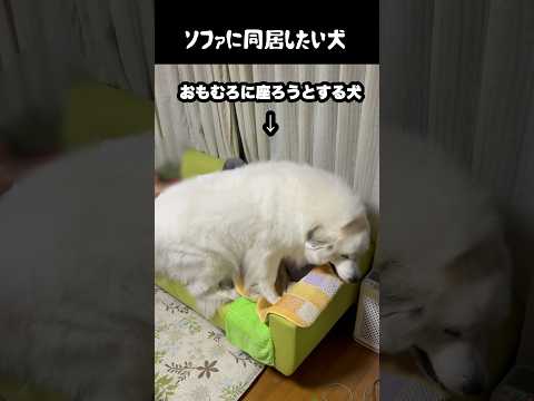ソファに同居したい愛犬　#greatpyrenees #大型犬のいる生活 #大型犬 #大型犬と暮らす #グレートピレニーズ #ゴールデンレトリバー #愛犬 #犬のいる生活